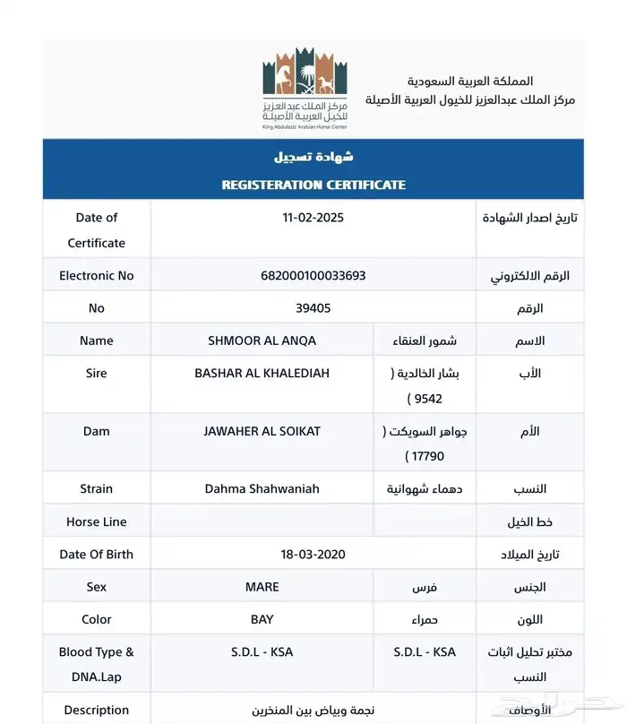 فرس دماء جمال ولقاح 5 شهور 2