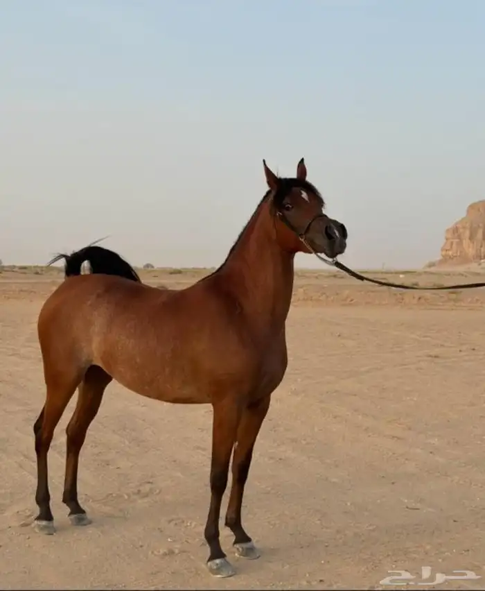 فرس دماء جمال ولقاح 5 شهور 0
