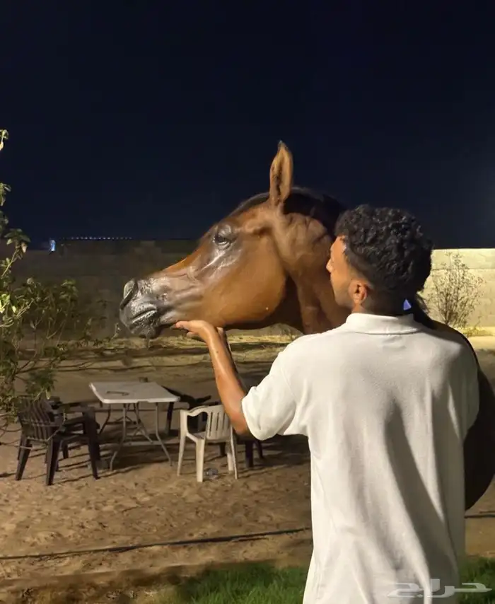 فرس دماء جمال ولقاح 5 شهور 1