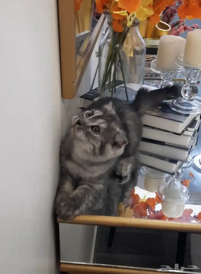 قطة صغيرة سكوتش فولد 1