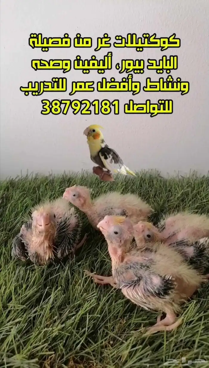 كوكتيلات غر بايد بيور بيرل إنتاج البحرين 0