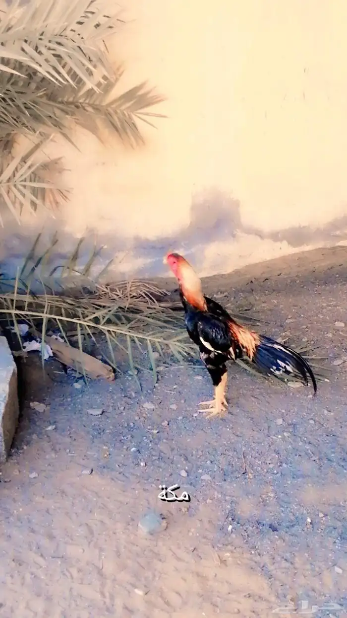 طقم شامو ياباني فاخر 0