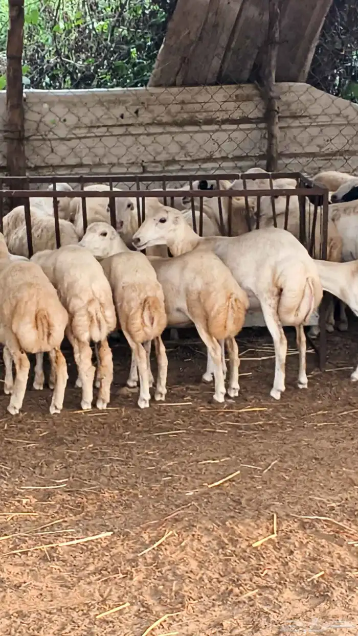 معنا رخال بلدي رقم واحد بضاعة طيبة 6