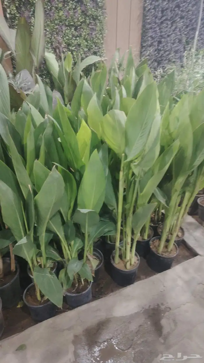 مشتل زرع وتيل طبيعي 1