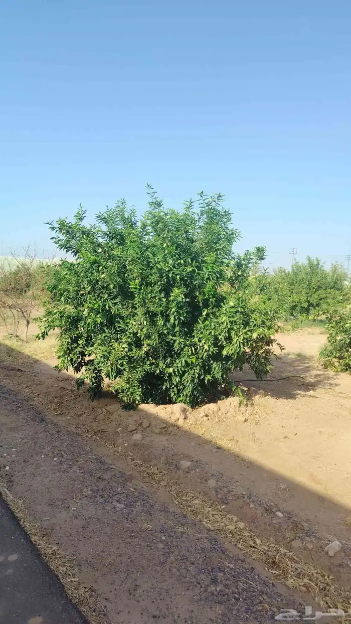 يوجد لدينا حمضيات يوسف أفندي ليمون رمان كمثرا ليمون يوسف وتي 3