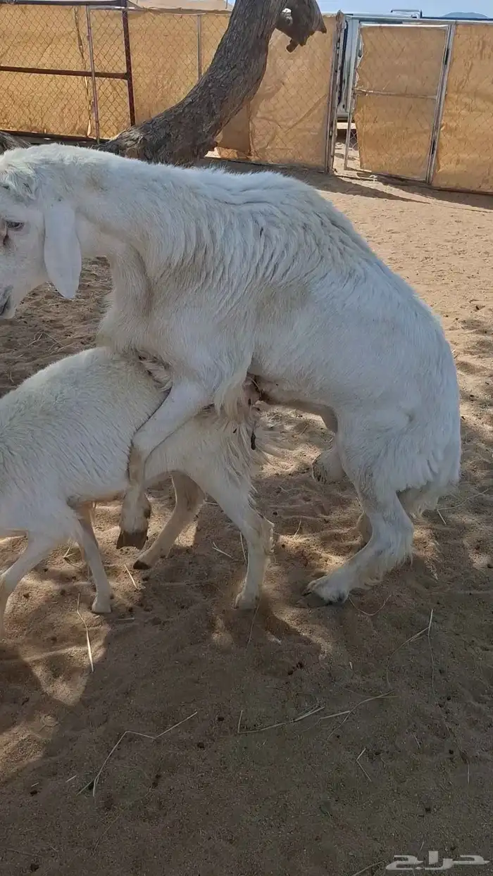 خروف فحل سنه رباع مشروط. ما اضرب مرجوع 1