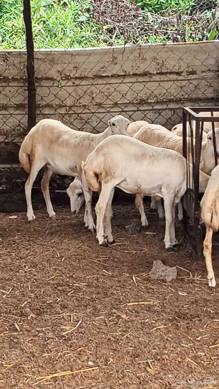 معنا رخال بلدي رقم واحد بضاعة طيبة 5