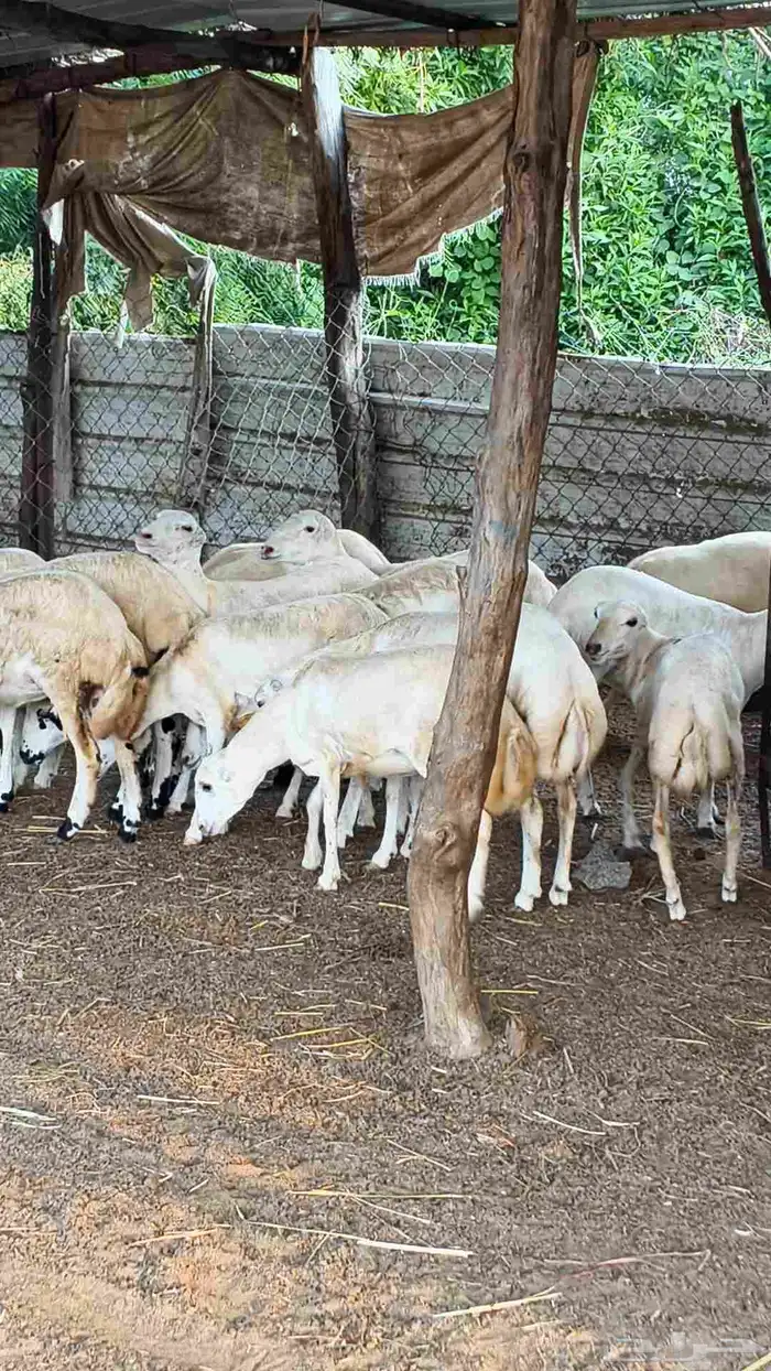 معنا رخال بلدي رقم واحد بضاعة طيبة 4