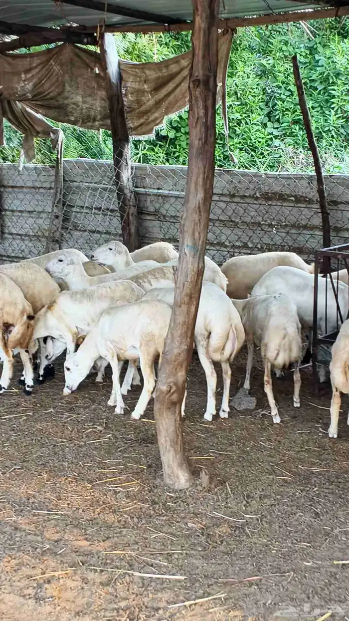 معنا رخال بلدي رقم واحد بضاعة طيبة 3