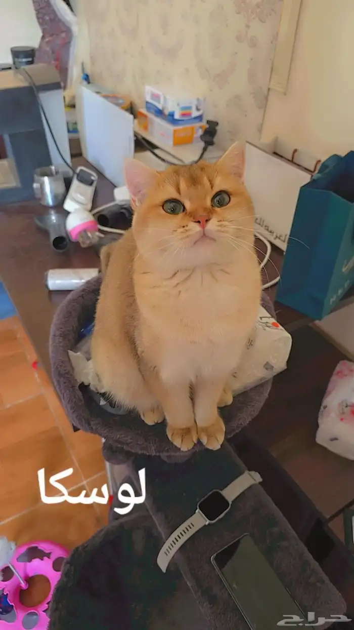 سكوتش بريتيش قولد للبيع 6