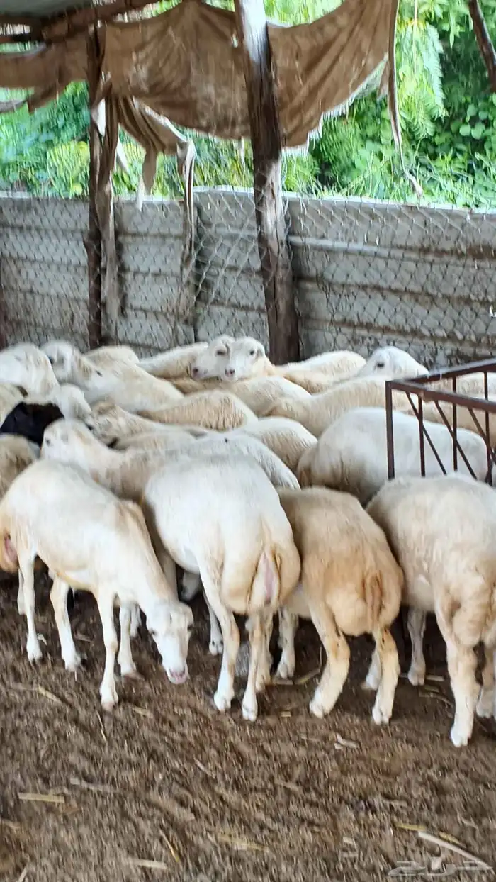 معنا رخال بلدي رقم واحد بضاعة طيبة 8