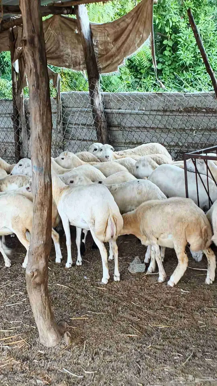 معنا رخال بلدي رقم واحد بضاعة طيبة 1