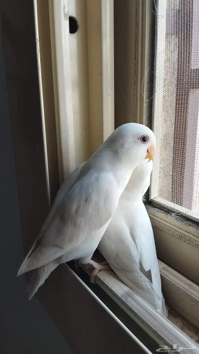 عصفور روز للبيع 1