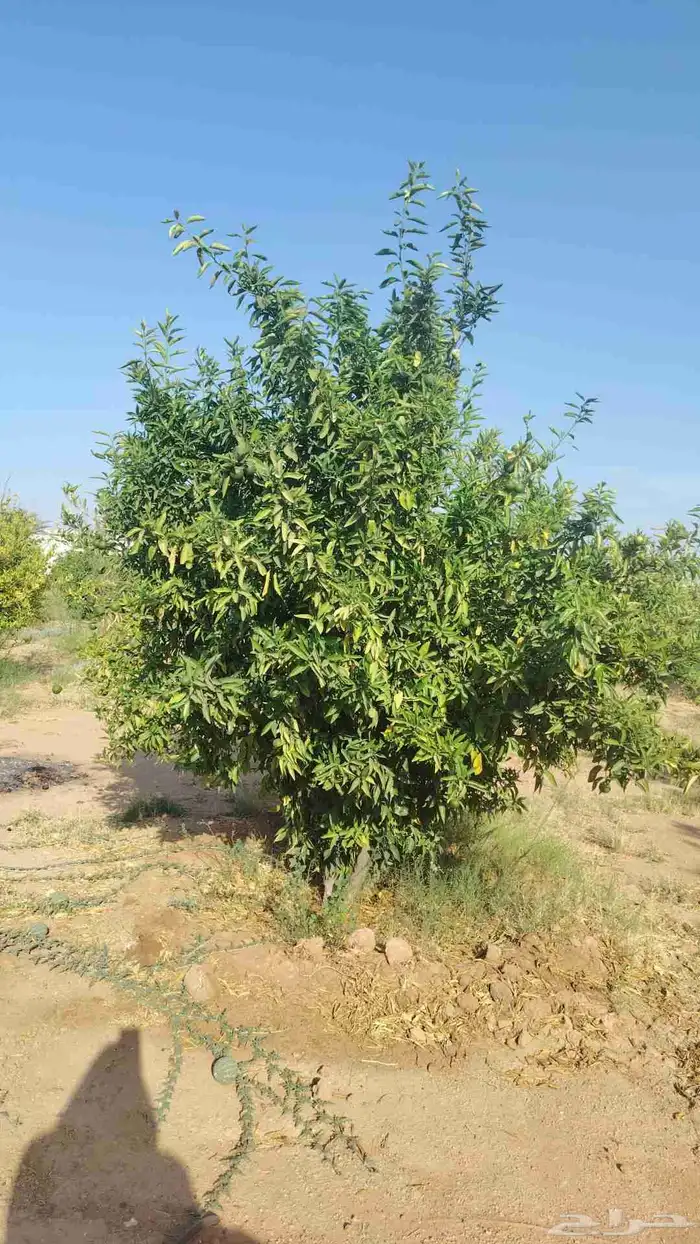 يوجد لدينا حمضيات يوسف أفندي ليمون رمان كمثرا ليمون يوسف وتي 6