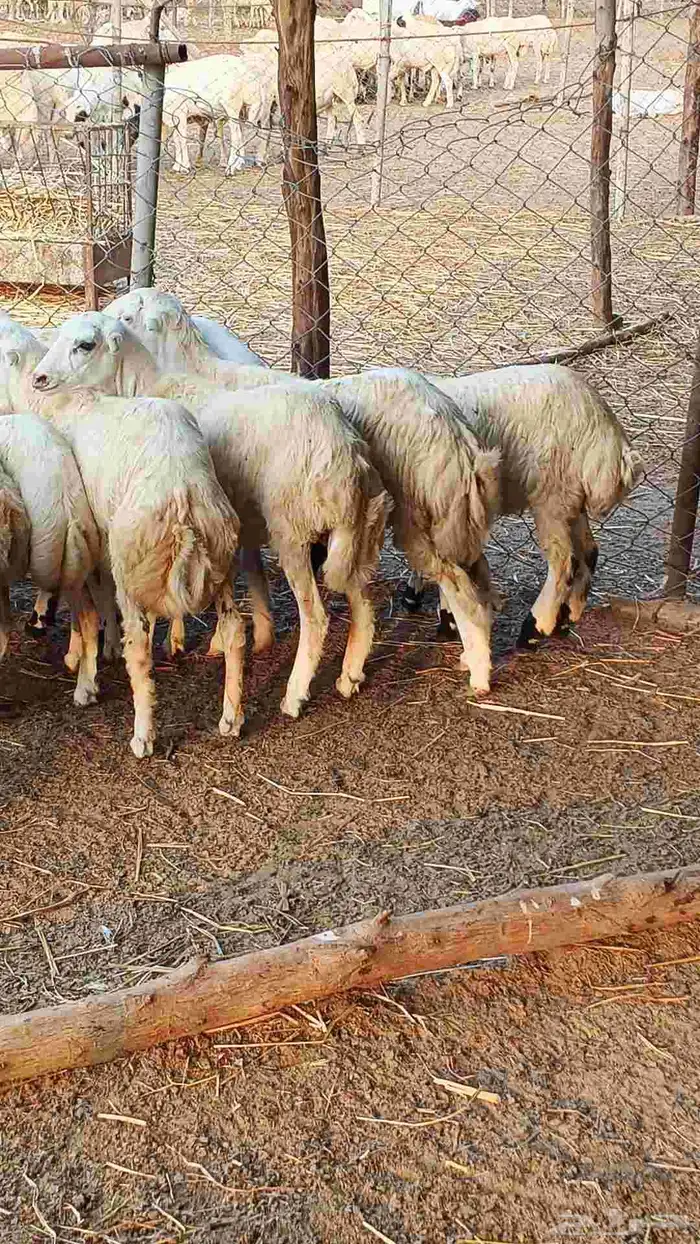 معنا رخال بلدي رقم واحد بضاعة طيبة 9