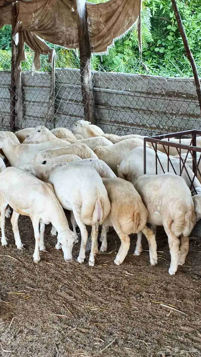 معنا رخال بلدي رقم واحد بضاعة طيبة 0