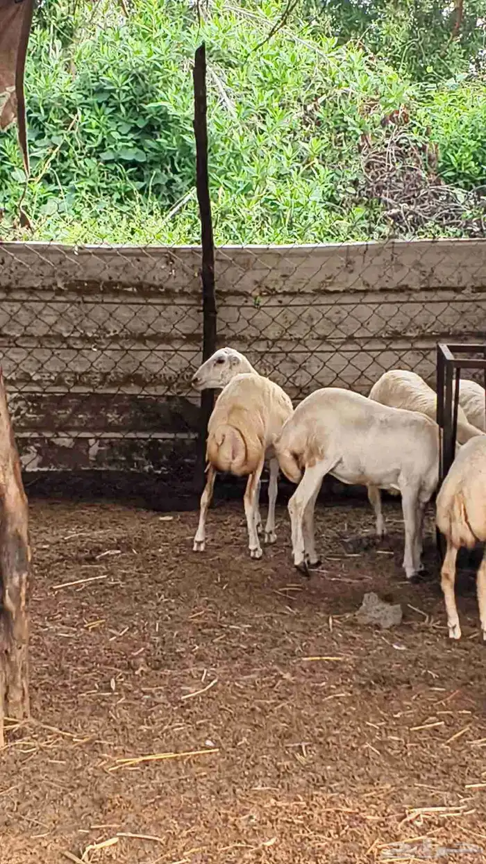 معنا رخال بلدي رقم واحد بضاعة طيبة 7