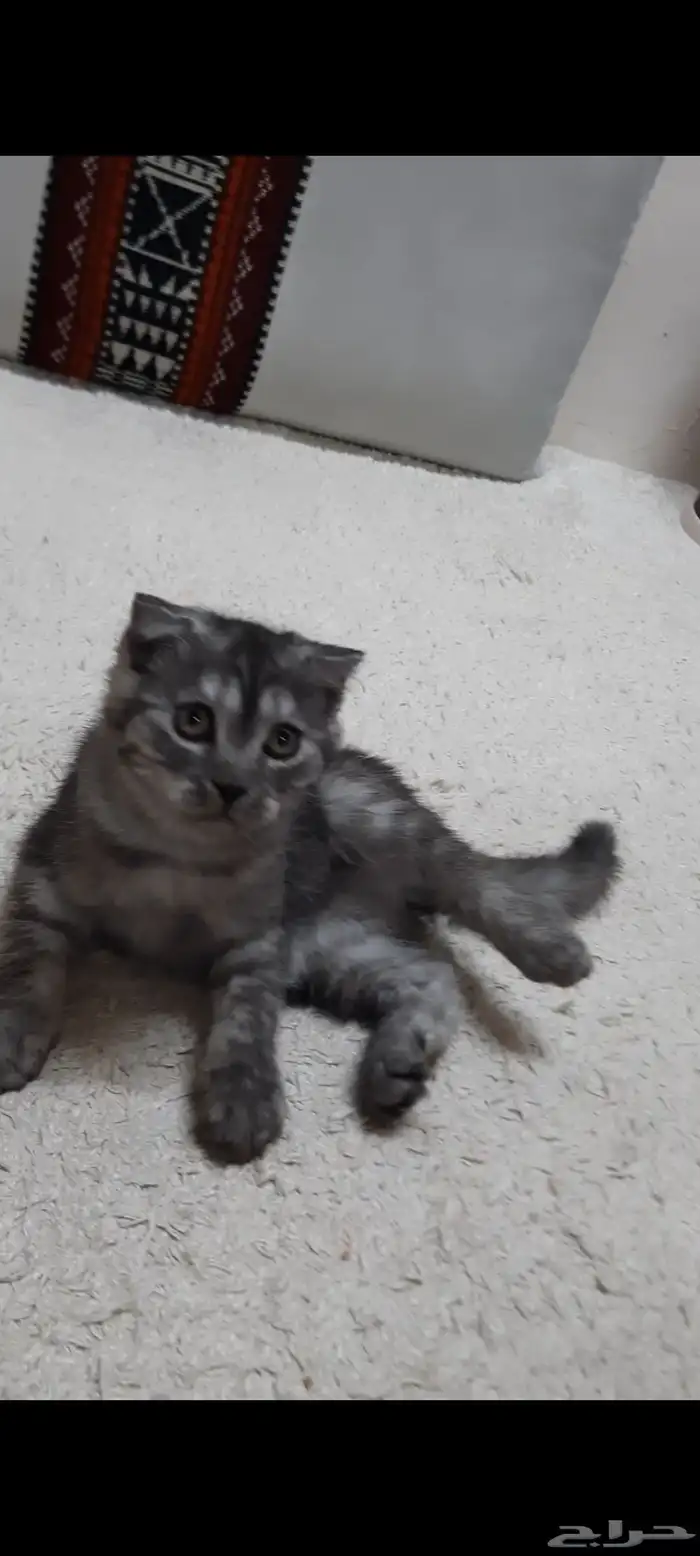 قطة صغيرة سكوتش فولد 2