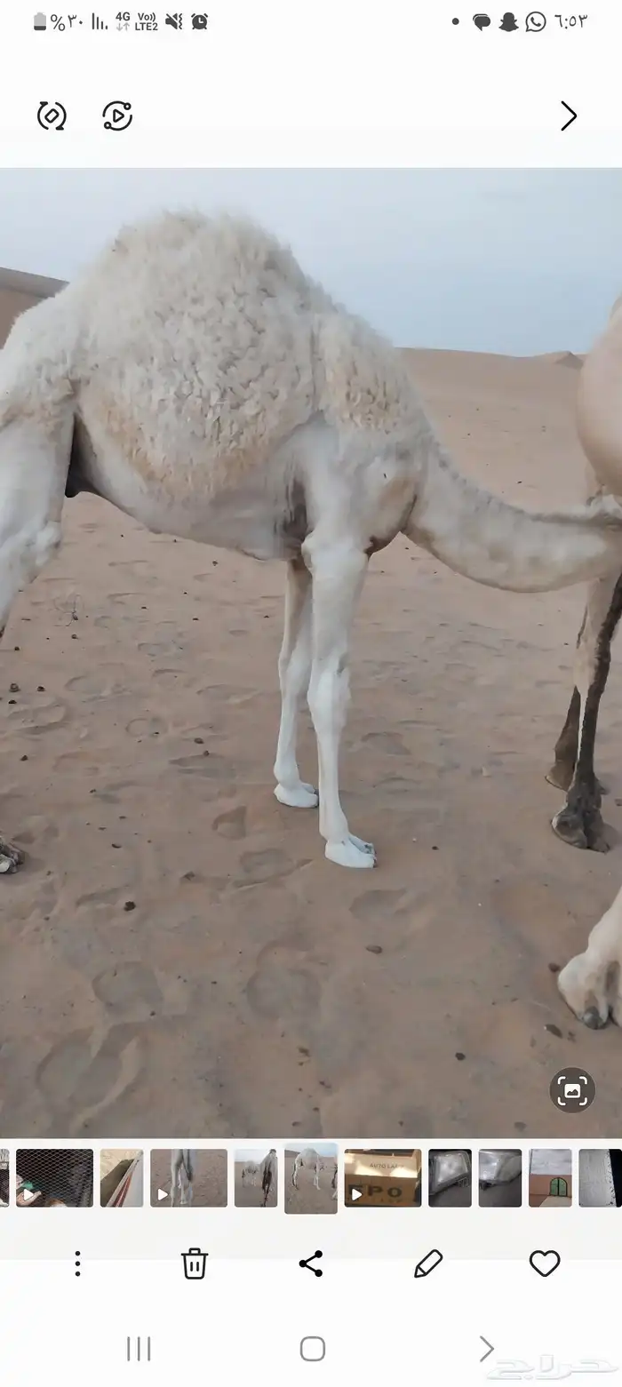 قعود مغلق 0