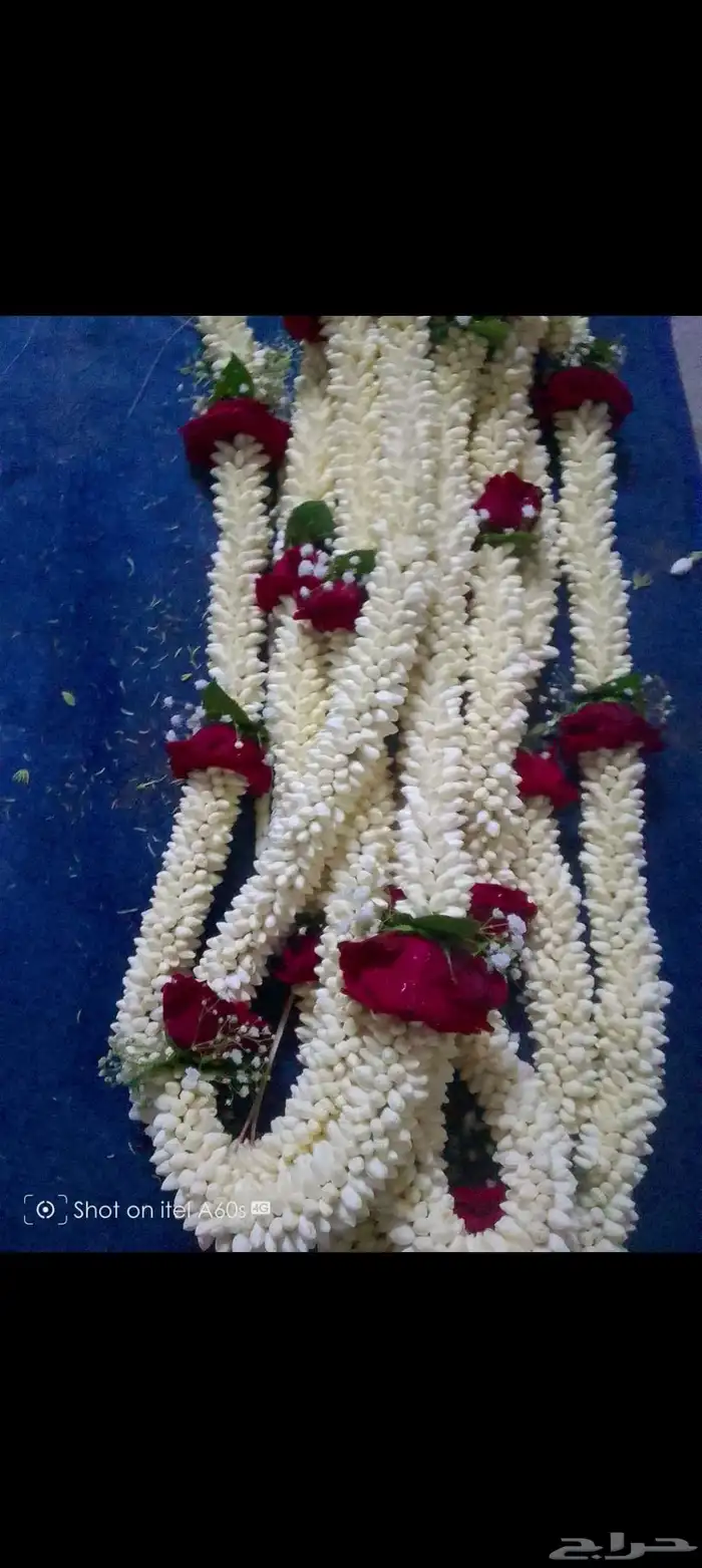 فل صبيا فل جيزان 8