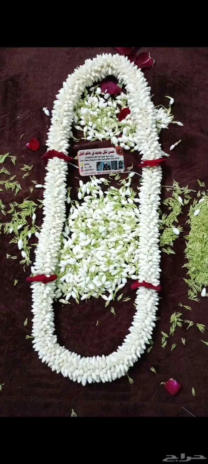 فل صبيا فل جيزان 7