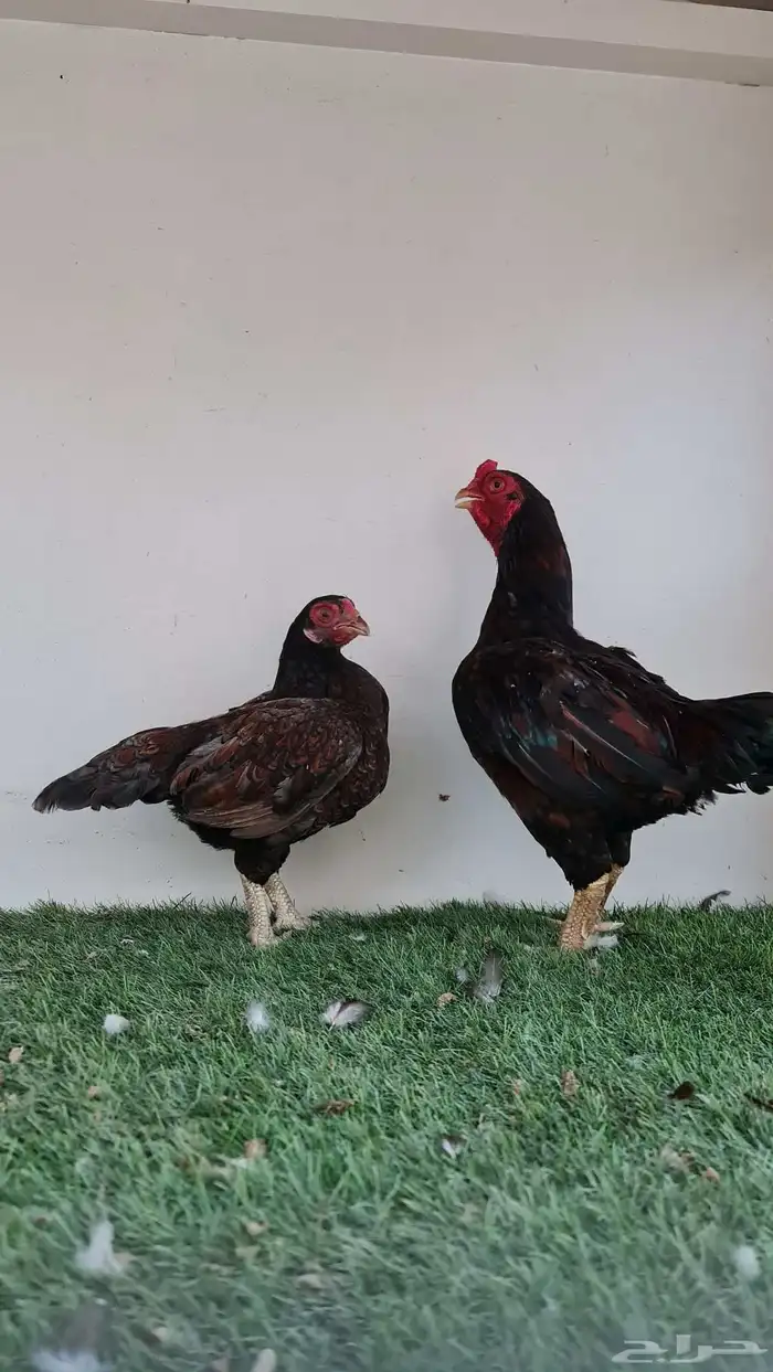 دجاج كورنيش 2