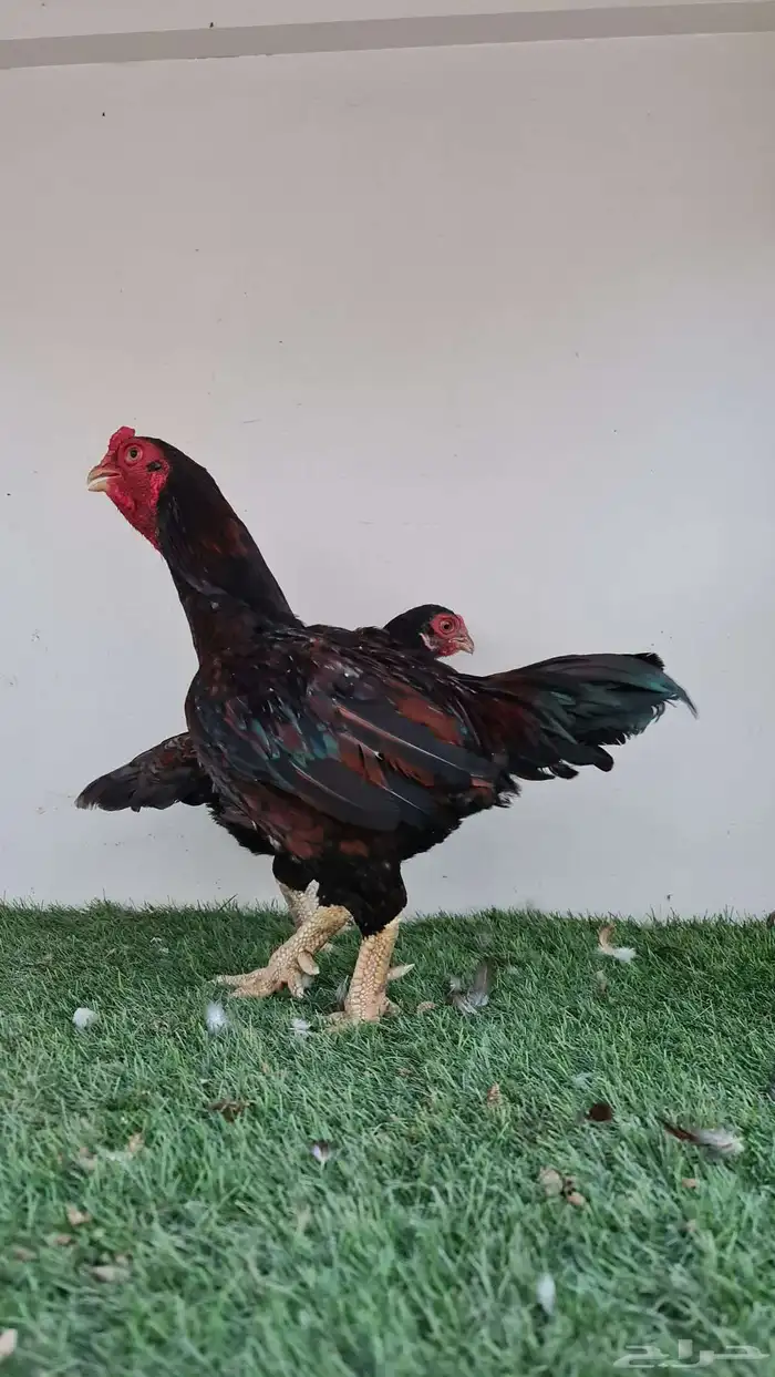 دجاج كورنيش 0