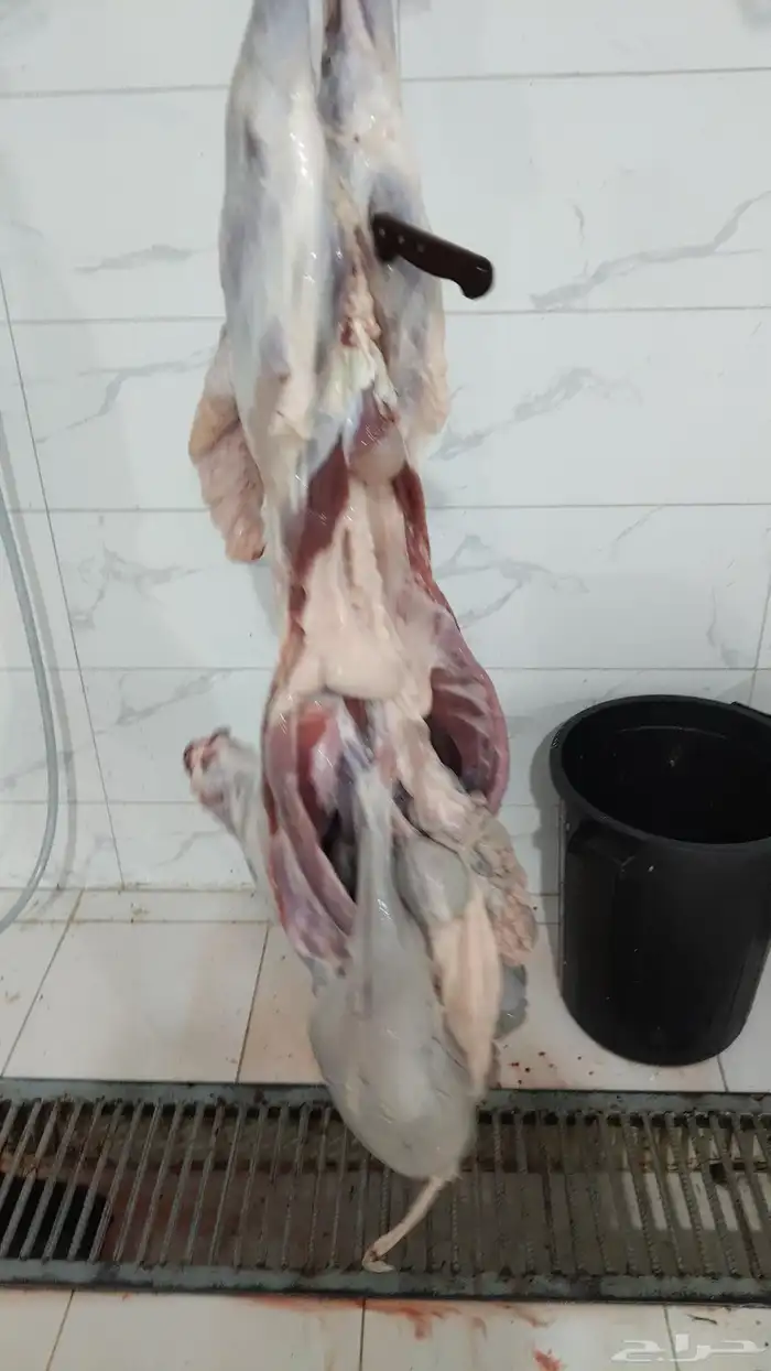 طليان مع ذبح وتوصيل 0