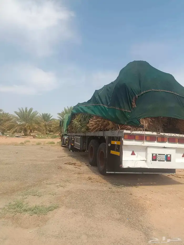 توريد وزراعة انخيل 3