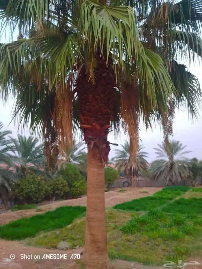 نخييل وشبوك 0