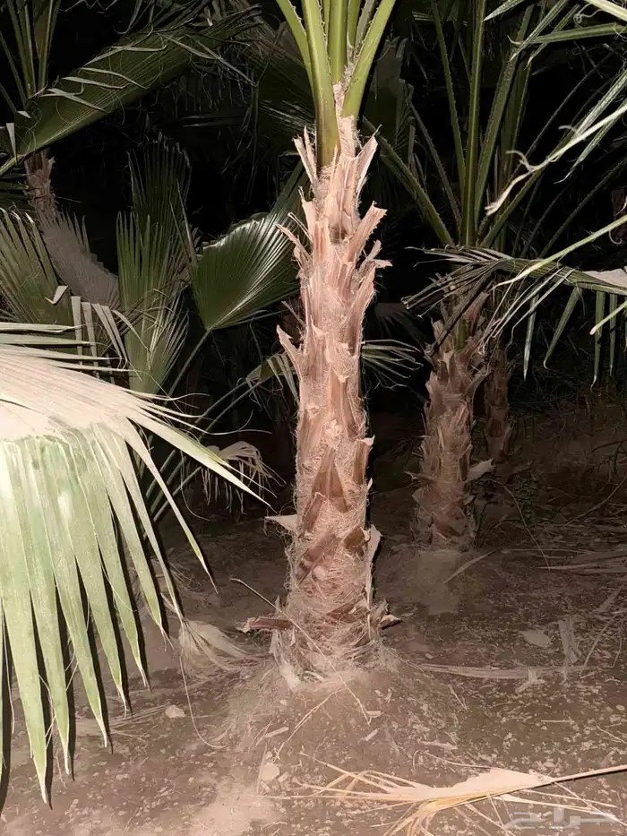 نخل واشنطني الطول متر ومترونص التواصل 0