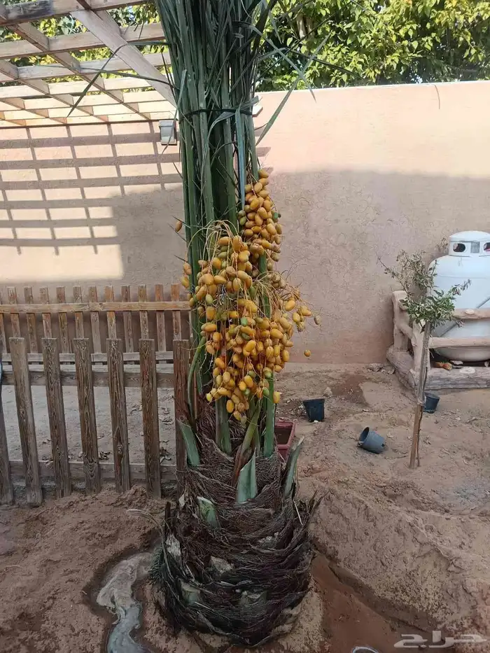 السلام عليكم ورحمه الله وبركاته يوجد لدينا جميع انواع النخيل 8