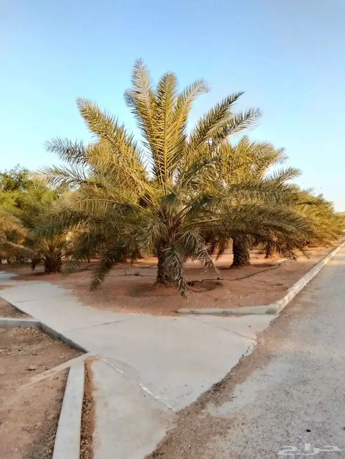 يوجد واشنطني ممتاز اضافه إلى خلاص وخضري 5