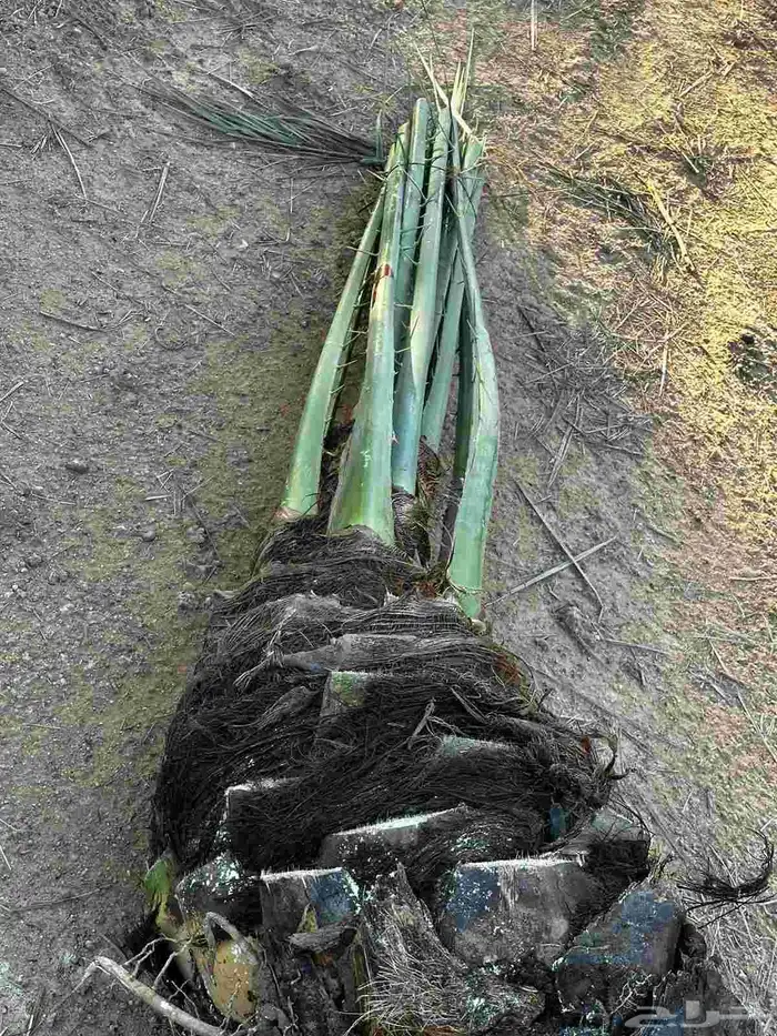 يوجد لدينا جميع انواع النخيل نقايل وجثائث وفروخ جميع انواع 4