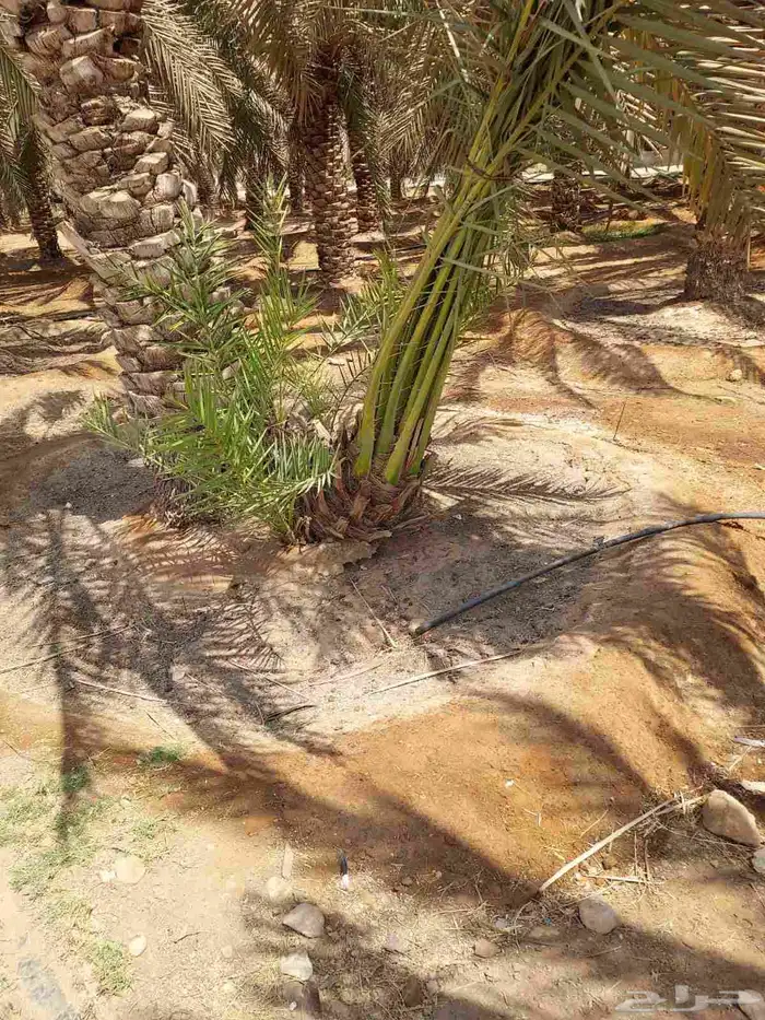جثايث وفسايل جميع أنواع النخيل 2