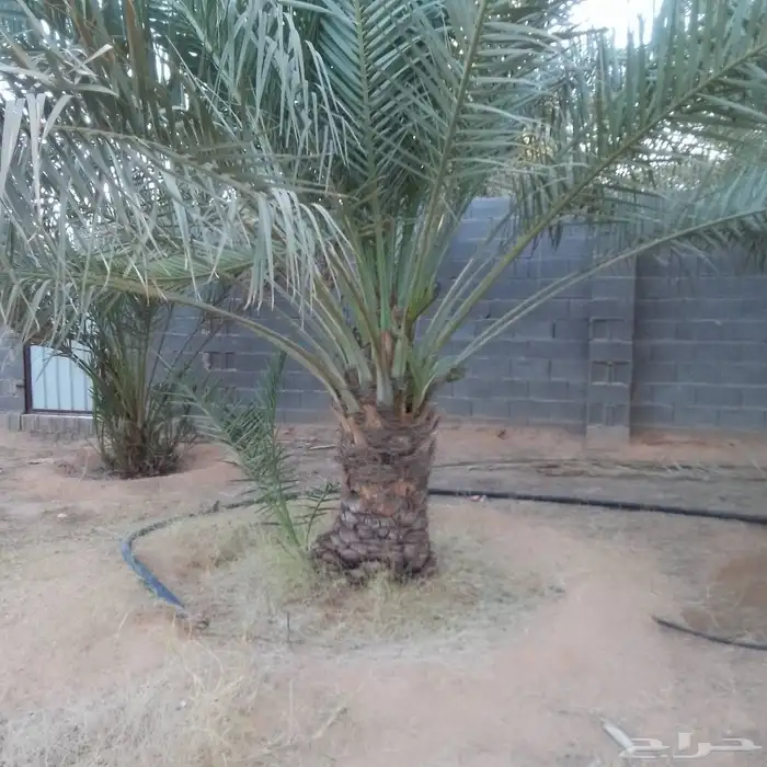 نخيل القصيم 3