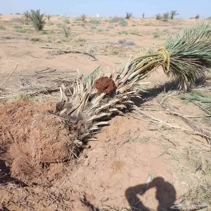 نخيل القصيم 0