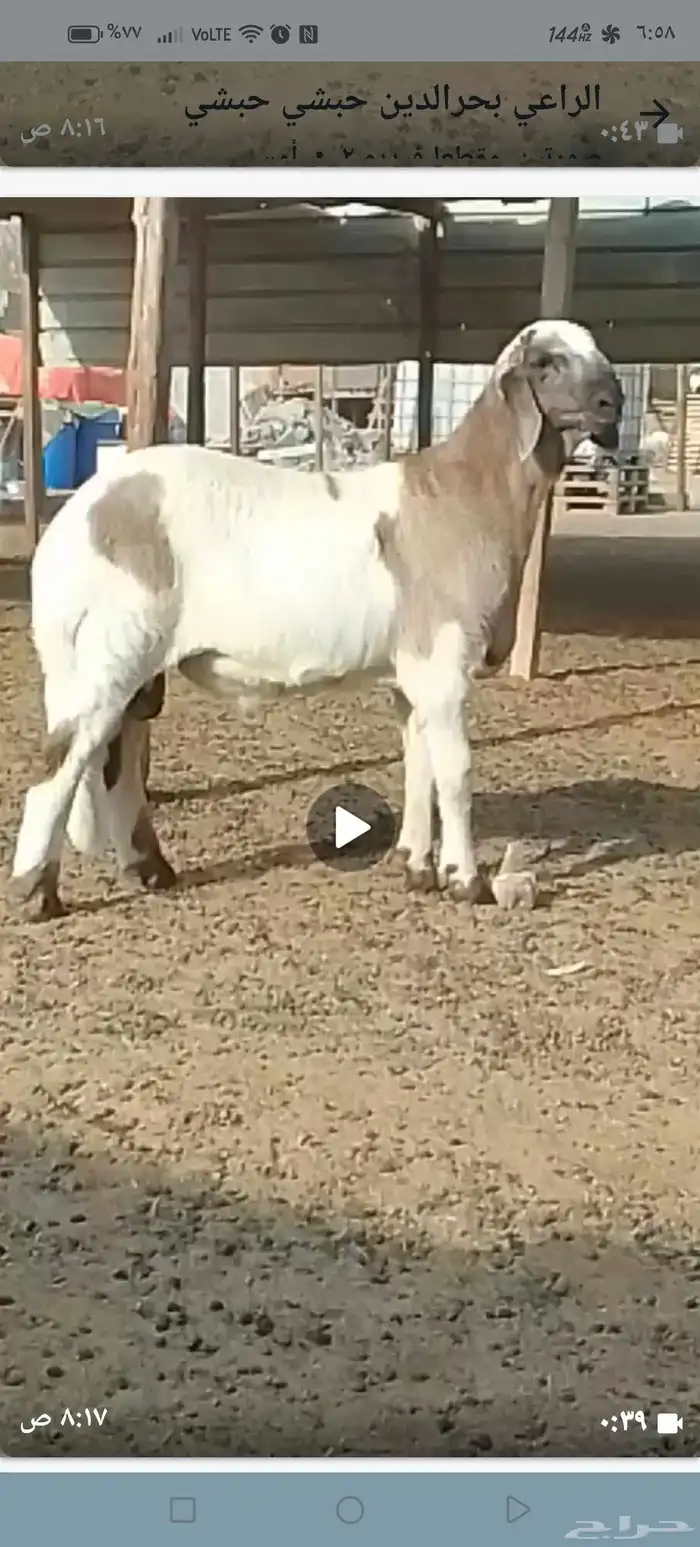 طلي هجين سواكني حري 2