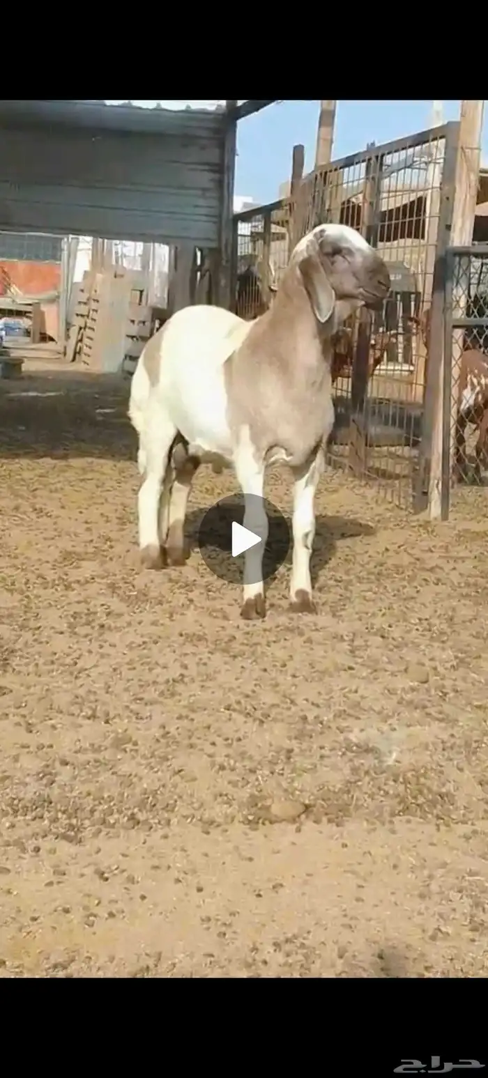 طلي هجين سواكني حري 0