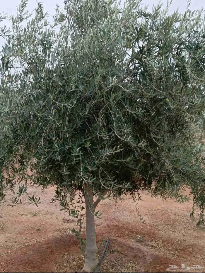يوجد لدينا زيتون معمر مثمر جميع الأحجام ويوجد وسط ويوجد شتلا 7