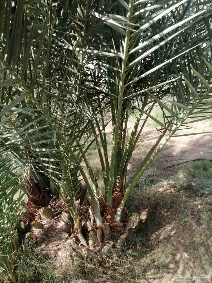 نخل للبيع مثمرة بأسعار مناسبة 7