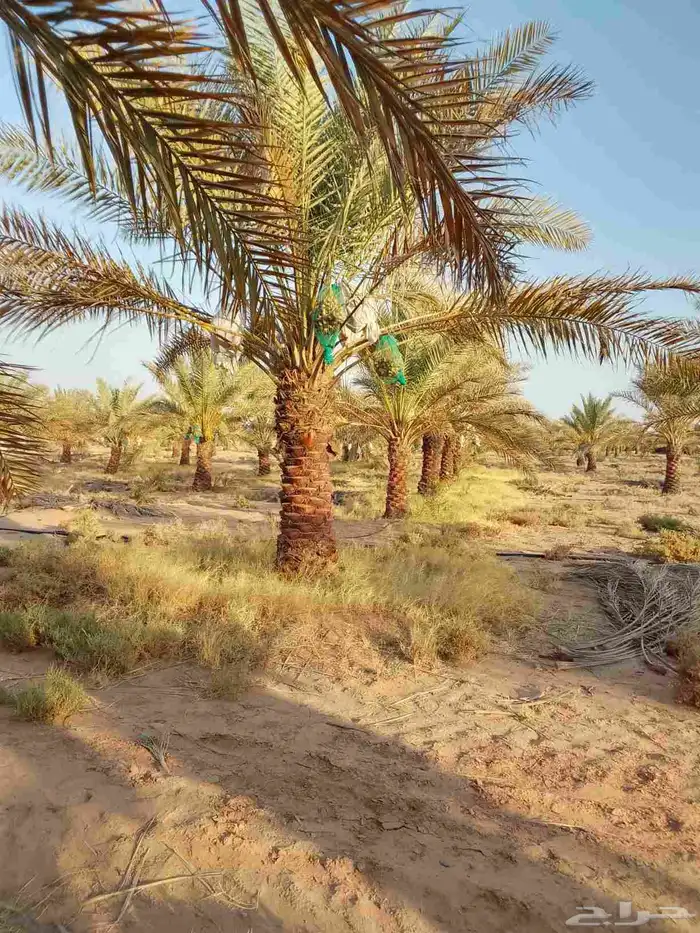 سلام عليكم يوجد لدينا جميع انواع نخيل وتركيب انوار الشبوكات 0