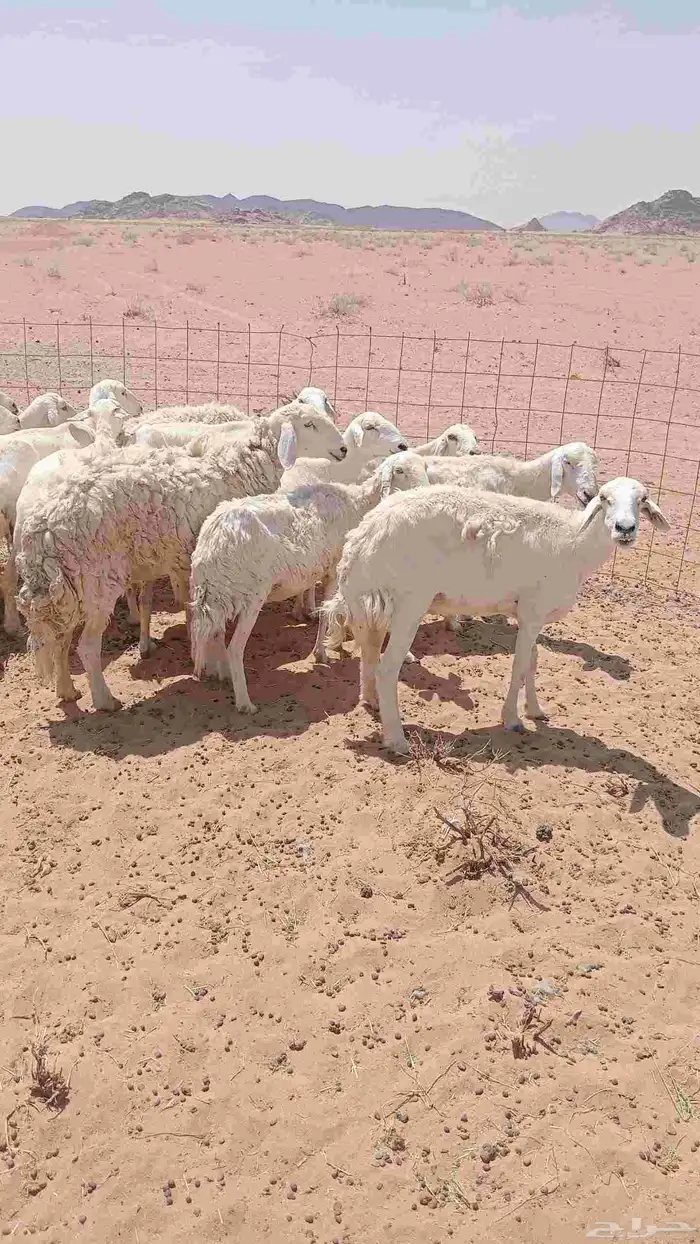 السلام عليكم ورحمة الله وبركاته 0