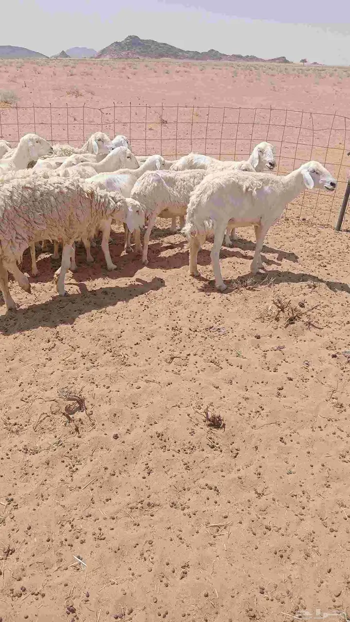 السلام عليكم ورحمة الله وبركاته 4