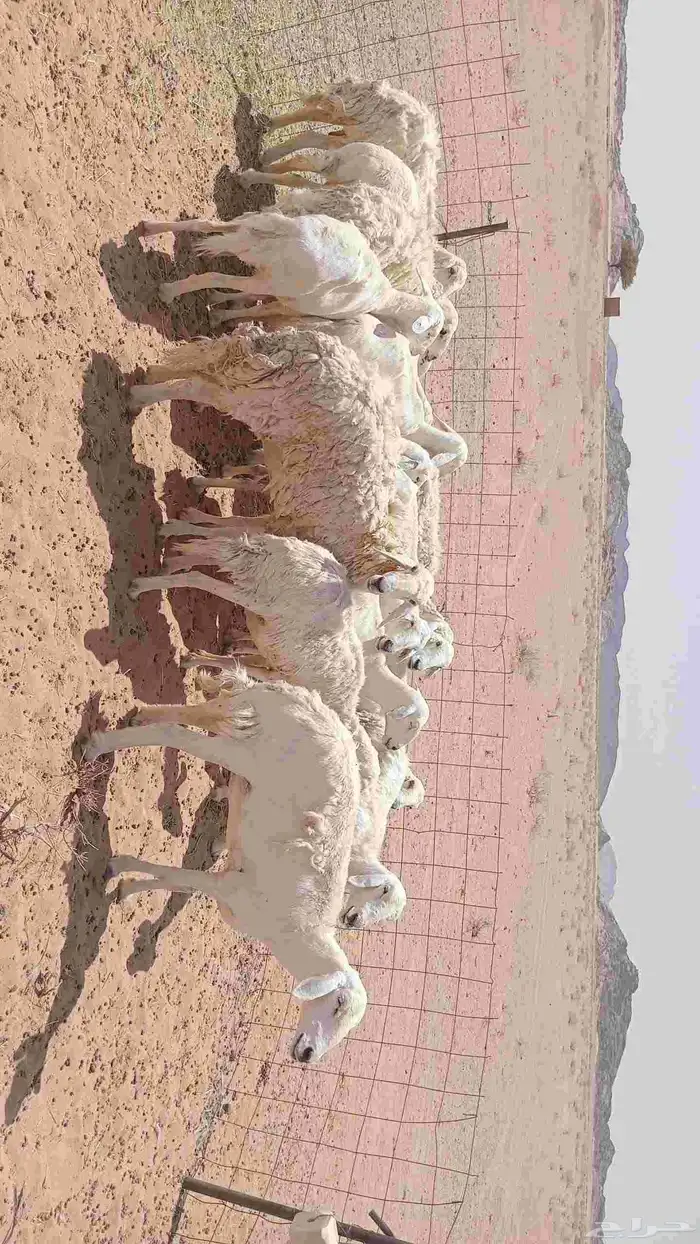 السلام عليكم ورحمة الله وبركاته 1