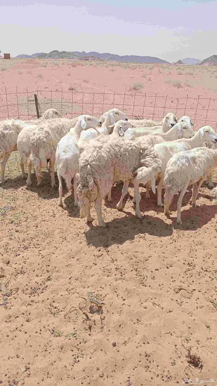 السلام عليكم ورحمة الله وبركاته 2