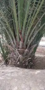 توريد وزارته النخيل 0