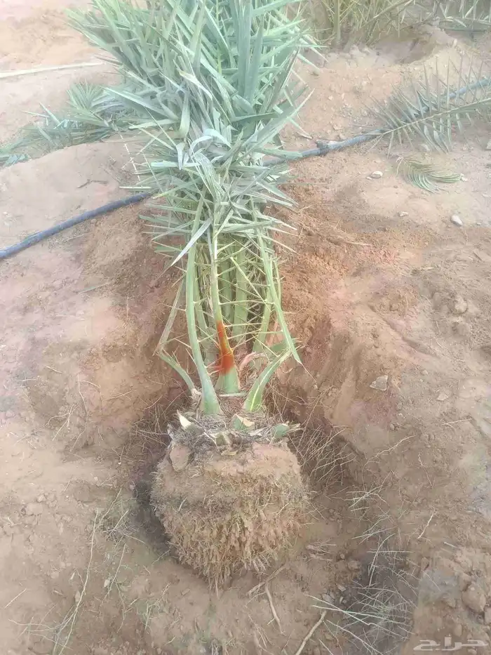 جثايث وفسايل جميع أنواع النخيل 6