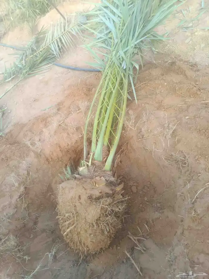 جثايث وفسايل جميع أنواع النخيل 5