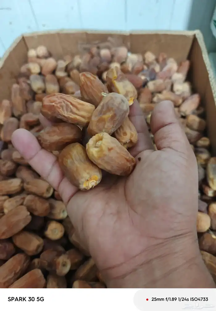 تمر رشوديه حايل 1